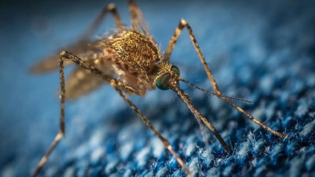 Imagem-28-2-1024x576 Study Reveals Genetic Secrets of Africa’s Deadliest Malaria Mosquito
