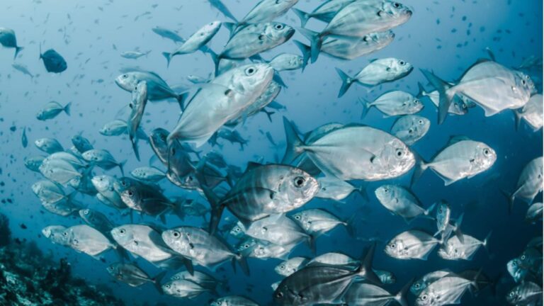 UC Santa Barbara Researchers Warn of Doubling Ocean Damage by 2050