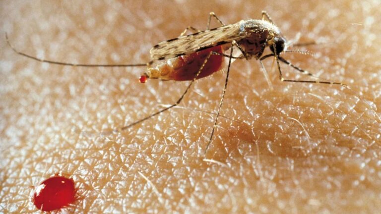 Study Reveals Genetic Secrets of Africa’s Deadliest Malaria Mosquito