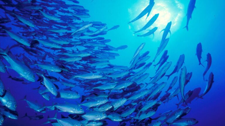 High Seas Protection Treaty Enters Force After 60th Nation Ratifies