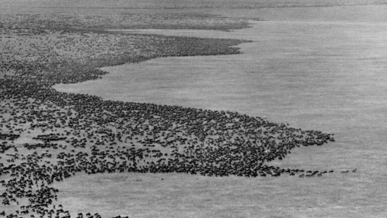AI Satellite Study Reveals Wildebeest Migration Half Previous Estimates