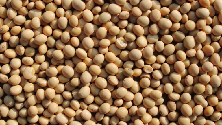 U.S. Soybean Farmers Face Crisis as China Orders Zero Crops